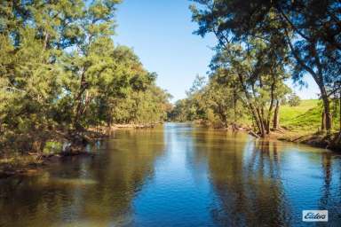 Farm Sold - NSW - Angledale - 2550 - PRIME BEGA LAND - BROGO RIVER FRONTAGE  (Image 2)