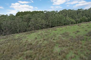 Farm Sold - VIC - Forrest - 3236 - Escape to the Hinterland Lifestyle  (Image 2)