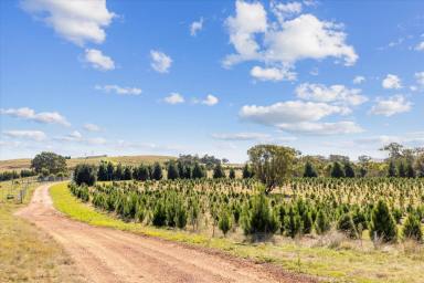 Farm For Sale - NSW - Goulburn - 2580 - Money does grow on trees..  (Image 2)