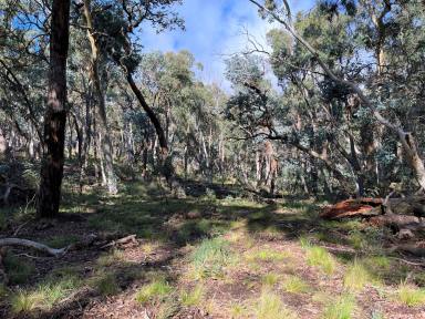 Farm Sold - NSW - Gunning - 2581 - Peace and Quiet  (Image 2)