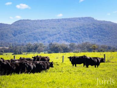 Farm Sold - NSW - Paterson - 2421 - ORANGE GROVE  (Image 2)