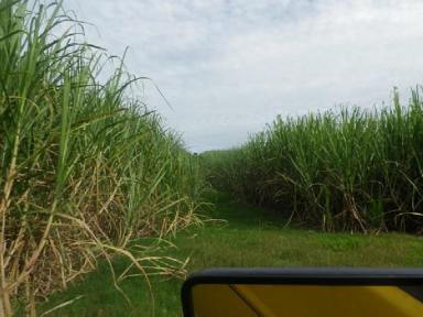 Farm For Sale - QLD - Abergowrie - 4850 - ABERGOWRIE CANE FARM WITH RIVER AT REAR !  (Image 2)