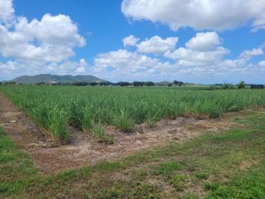 Farm For Sale - QLD - Macknade - 4850 - RURAL LAND WITH VIEWS !  (Image 2)