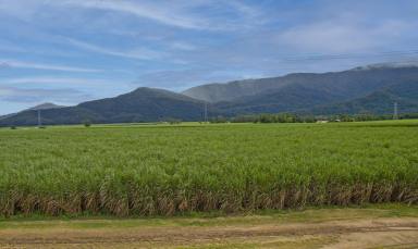 Farm For Sale - QLD - Gordonvale - 4865 - Premiere  Sugar Cane Farm, Gordonvale, Over 120 Acres  (Image 2)
