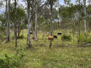 Farm For Sale - QLD - Monto - 4630 - Sustainable with Irrigation and Grazing for Beef & Cropping Production  (Image 2)