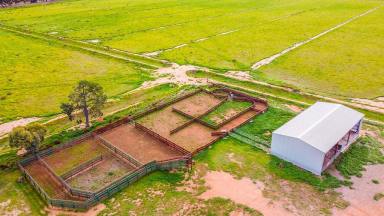 Farm Auction - NSW - Finley - 2713 - 'Cleveland' Finley NSW 216.6Ha - 535.2Ac - A Highly Versatile Logie Brae District Holding  (Image 2)