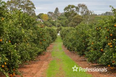 Farm Sold - VIC - Colignan - 3494 - 32 Acre Colignan Citrus Property - 12.95 Hectares  (Image 2)