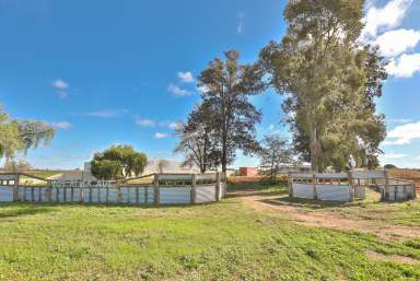 Farm Sold - VIC - Merbein - 3505 - Prime parcel of land bursting with potential!  (Image 2)