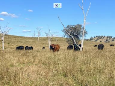 Farm For Sale - NSW - Inverell - 2360 - FERNLEE  (Image 2)