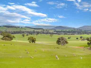 Farm Sold - VIC - Great Western - 3374 - 537.4 Acres - 217.47 Hectares approx.  (Image 2)