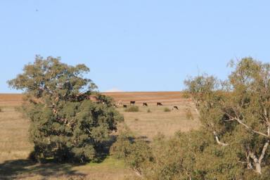 Farm For Sale - VIC - Harrow - 3317 - Fantastic property with both lifestyle and farming aspects  (Image 2)