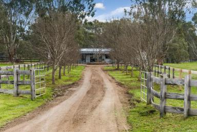 Farm Sold - VIC - Bagshot - 3551 - MODERN COUNTRY HOMESTEAD  (Image 2)
