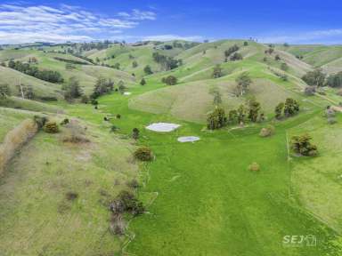 Farm Sold - VIC - Poowong East - 3988 - Productive Blue Gum Grazing  (Image 2)