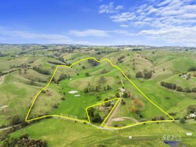 Farm Sold - VIC - Poowong East - 3988 - Productive Blue Gum Grazing  (Image 2)