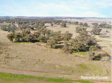 Farm Sold - NSW - Grenfell - 2810 - "EAST GUMIL" FOR SALE BY EOI  (Image 2)