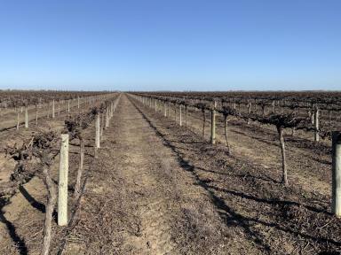 Farm For Sale - NSW - Bilbul - 2680 - UPDATED NEW PRICE - ALMOND ORCHARD & VINEYARD  (Image 2)