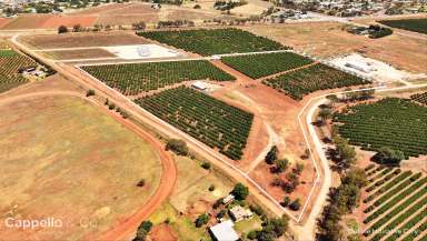 Farm For Sale - NSW - Yoogali - 2680 - CITRUS FARM WITH SHED & DWELLING ENTITLEMENT  (Image 2)