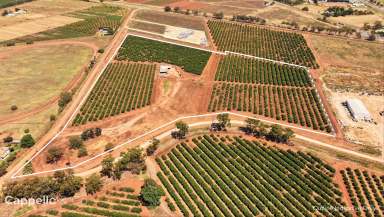 Farm For Sale - NSW - Yoogali - 2680 - CITRUS FARM WITH SHED & DWELLING ENTITLEMENT  (Image 2)