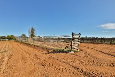 Farm For Sale - VIC - Irymple - 3498 - Great Position, Close to Irymple CBD   (Image 2)