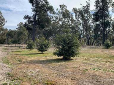 Farm Sold - NSW - Balldale - 2646 - "Oil-Tree Lagoon"  (Image 2)