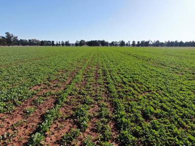 Farm For Sale - NSW - Forbes - 2871 - The Ultimate Mixed Farm With Crop Included  (Image 2)