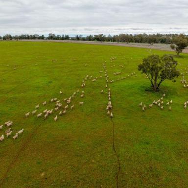 Farm For Sale - NSW - Condobolin - 2877 - Scale And Quality On The Banks Of The Mighty Humbug Creek  (Image 2)