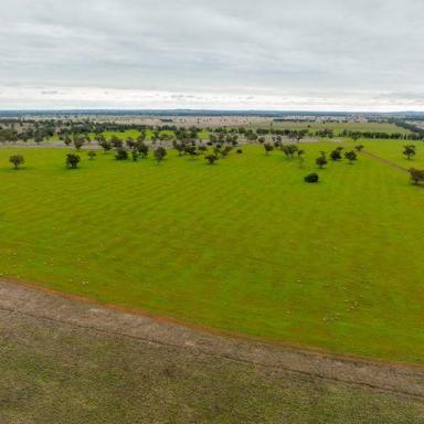 Farm For Sale - NSW - Condobolin - 2877 - Scale And Quality On The Banks Of The Mighty Humbug Creek  (Image 2)