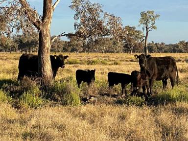 Farm For Sale - NSW - Merah North - 2388 - Rare Mixed farming opportunity at Merah North "Forest Lodge"  (Image 2)
