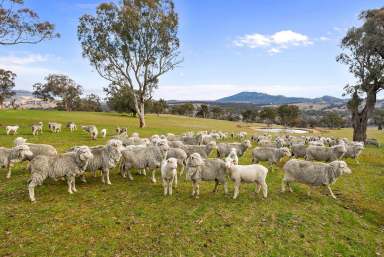 Farm Sold - NSW - Bendemeer - 2355 - 167 Quality Acres With 2 Residences  (Image 2)