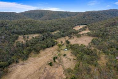 Farm Sold - QLD - Upper Pilton - 4361 - Income, Lifestyle or Both!  (Image 2)