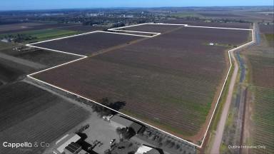 Farm For Sale - NSW - Yenda - 2681 - PRODUCTIVE VINEYARD WITH DRIP IRRIGATION SYSTEM UPGRADE  (Image 2)