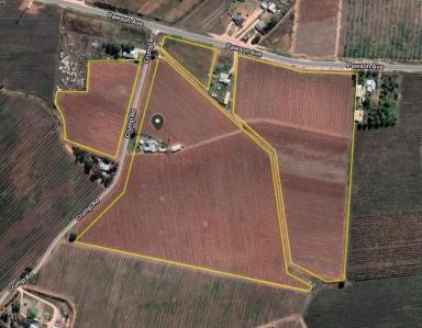 Farm For Sale - VIC - Cardross - 3496 - 42 Acre Table Grape Property & Packing Shed  (Image 2)