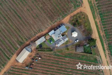 Farm For Sale - VIC - Cardross - 3496 - 42 Acre Table Grape Property & Packing Shed  (Image 2)
