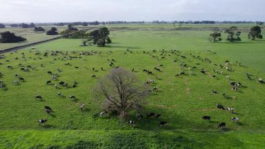 Farm Sold - VIC - Kolora - 3265 - HIGH PRODUCTION DAIRY FARM WITH RICH VOLCANIC SOIL TYPES - 422 ACRES / 170.7 HA  (Image 2)