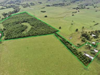 Farm For Sale - NSW - Kyogle - 2474 - 'RIVERSIDE' PECAN FARMING + MORE  (Image 2)