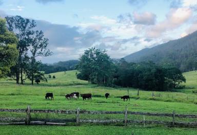 Farm Sold - NSW - Wards River - 2422 - Timeless Country Residence On Large Acreage  (Image 2)