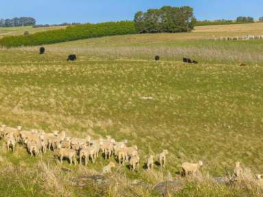 Farm Sold - NSW - Crookwell - 2583 - Great Location!  (Image 2)