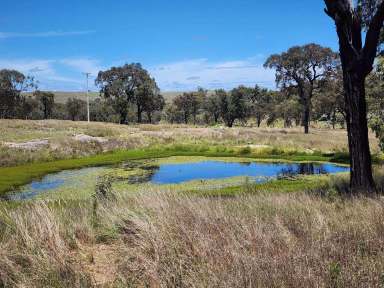 Farm Sold - NSW - Inverell - 2360 - Lifestyle Bush Living Vendor Ready To Go  (Image 2)