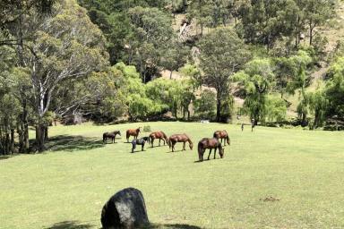 Farm Sold - NSW - Megalong Valley - 2785 - Wonderful Lifestyle in the Tightly Held Megalong Valley  (Image 2)
