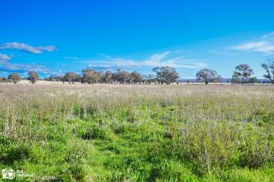 Farm Sold - NSW - Mudgee - 2850 - 40 GOOD ACRES  (Image 2)