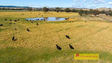 Farm Sold - NSW - Mudgee - 2850 - FIRST CLASS COUNTRY WITH RIVER FRONTAGE  (Image 2)