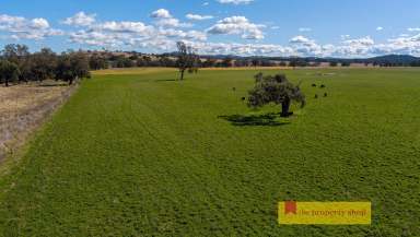 Farm Sold - NSW - Mudgee - 2850 - FIRST CLASS COUNTRY WITH RIVER FRONTAGE  (Image 2)