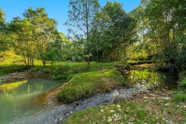 Farm Sold - NSW - Chillingham - 2484 - The Ultimate Tree Change - 36  Acres - Permanent Creek  (Image 2)