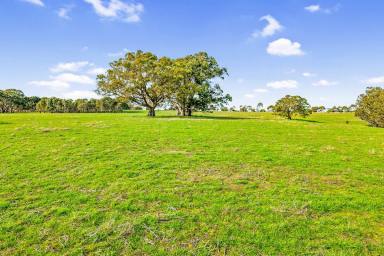 Farm Sold - VIC - Meredith - 3333 - EXCELLENT GEELONG DISTRICT RURAL INVESTMENT  (Image 2)