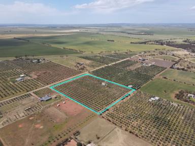 Farm For Sale - SA - Owen - 5460 - 10 acre lifestyle allotment with olive grove & self contained accommodation.  (Image 2)