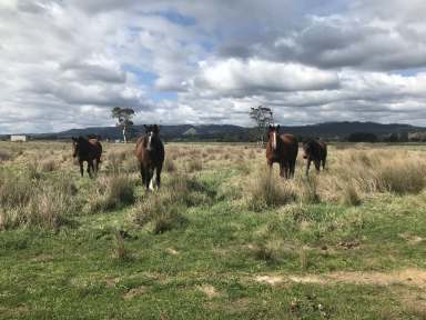 Farm For Sale - VIC - Yinnar - 3869 - 30 ACRES FARMLAND - WITH AGISTMENT BUSINESS-INVESTMENT OPPORTUNITY  (Image 2)