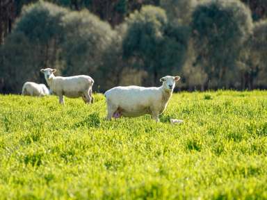 Farm Sold - VIC - Branxholme - 3302 - BRANXHOLME - 159.04 HA - 393 AC (APPROX.)  (Image 2)