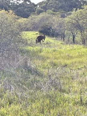 Farm Sold - WA - Morbinning - 6304 - Sandalwood Plantation and a Great Lifestyle Block reduced to $399k  (Image 2)