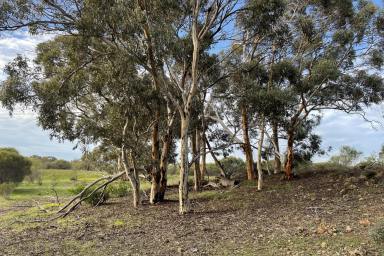 Farm Sold - WA - Morbinning - 6304 - Sandalwood Plantation and a Great Lifestyle Block reduced to $399k  (Image 2)
