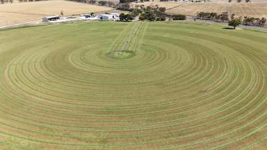 Farm For Sale - SA - Bordertown - 5268 - Intensive Irrigation / Mixed Farming  (Image 2)